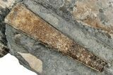 Cretaceous Ammonite and Cephalopod Fossil - Montana #354624-2